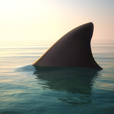 shark