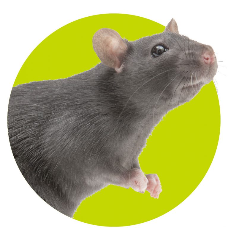top10-dieren-wk393