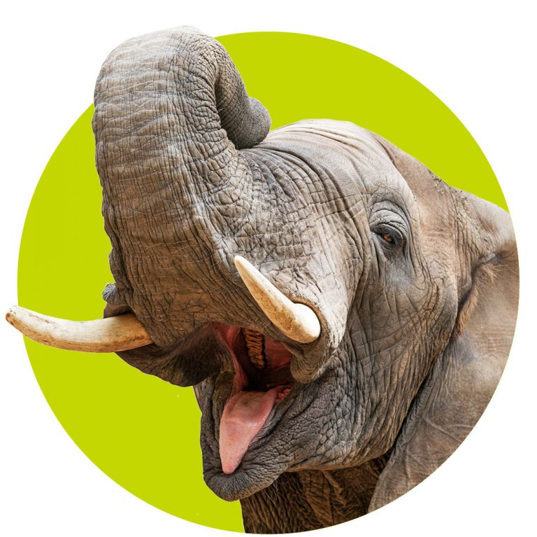 top10-dieren-wk394