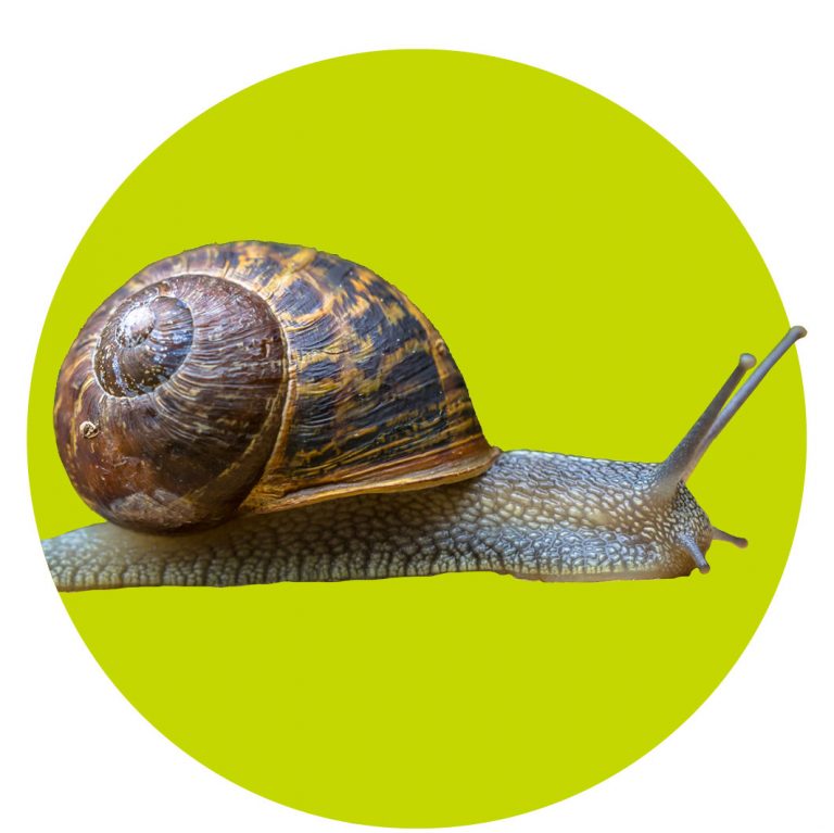 top10-dieren-wk397